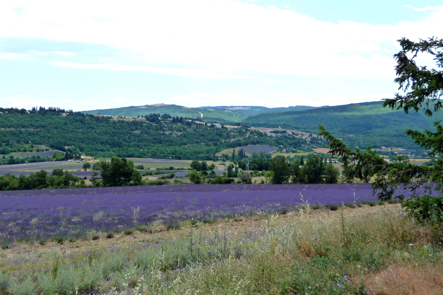 champ lavandes Luberon Li Poulidetto