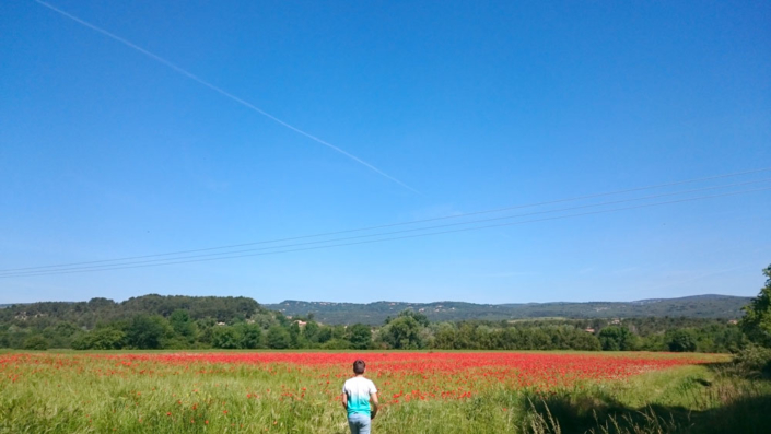 Champ de coquelicots